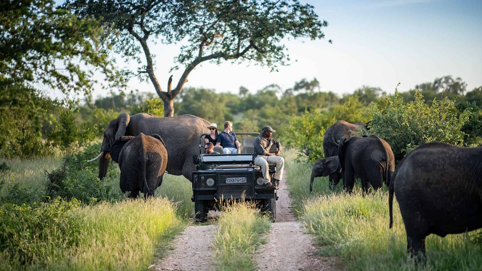 Game Drive Adventure