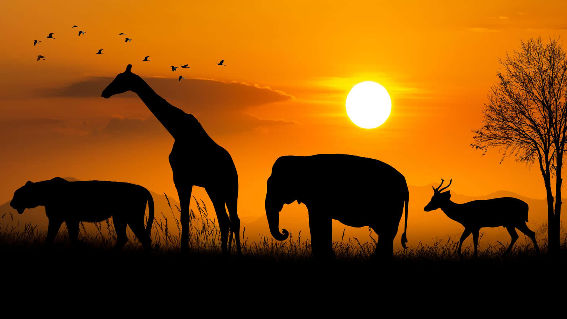 African Sunset
